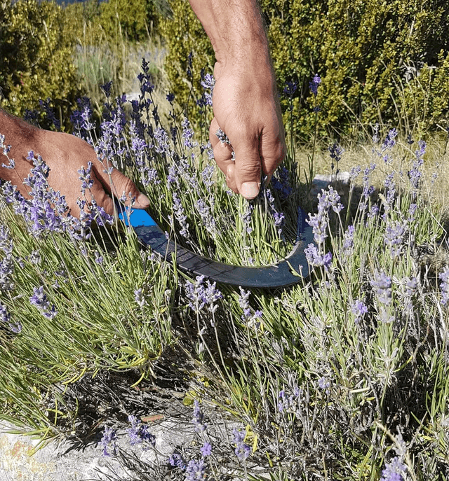 Eau florale de lavande fine sauvage