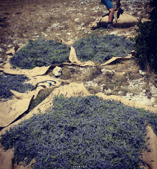 Eau florale de lavande fine sauvage